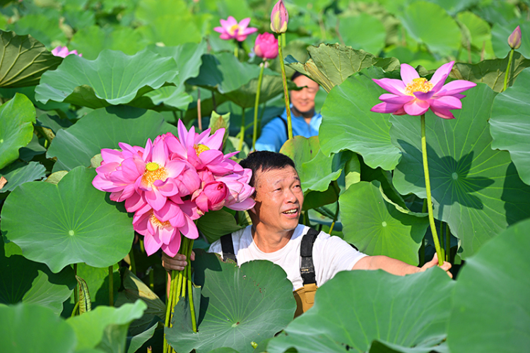 眉山仁壽：荷香滿塘采收忙_fororder_2025年6月13日，四川省眉山市仁壽縣方家鎮水池村的村民正在采收荷花。圖9-(1)