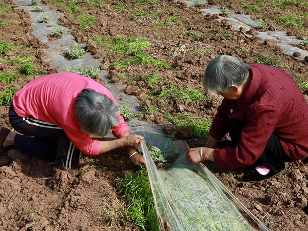 資陽樂至：除草管護促增收 高石梯村的“西瓜甜夢”照進現實_fororder_圖片-1