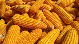 首破700公斤 資陽樂至縣百畝超高産攻關片玉米畝産實測再創新高