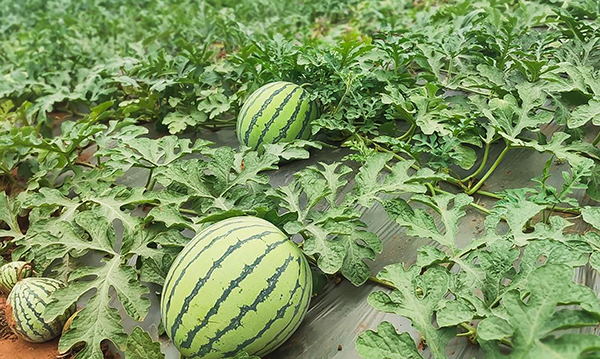 自貢市貢井區五寶鎮西瓜種植基地豐收忙_fororder_2西瓜豐收
