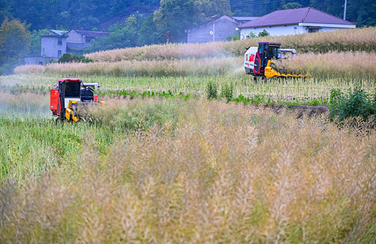 眉山仁壽：油菜喜豐收 農機收割忙_fororder_5月6日，在眉山市仁壽縣祿加鎮天明村，收割機正在搶抓晴好天氣收穫油菜。圖6-(2)