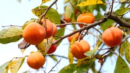 宜賓江安縣的柿子紅了 紅岩村秋日限定採摘邀約