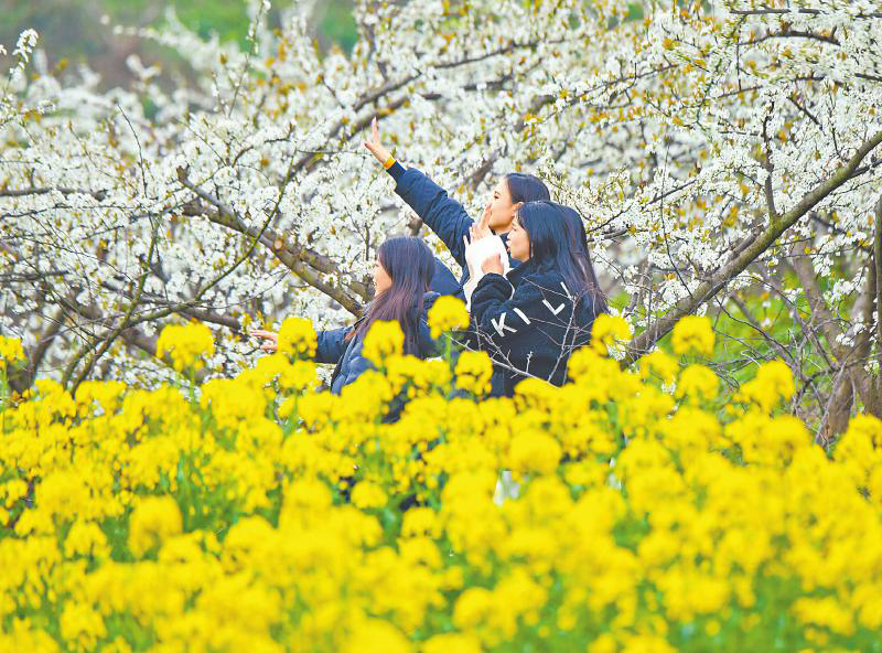 （轉載）四川各地爭相搞活“花經濟” “花式”場景多 春日消費火_fororder_3月17日，遊客在南充市蓬安縣新園鄉