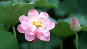 宜賓翠屏區：萬畝荷塘綻放“美麗經濟”