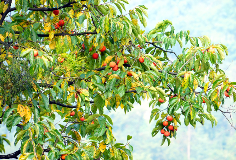 宜賓江安縣的柿子紅了 紅岩村秋日限定採摘邀約_fororder_成熟的柿子-供圖-江安縣融媒體中心
