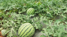 自貢市貢井區五寶鎮西瓜種植基地豐收忙