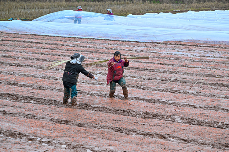 眉山仁壽：水稻育秧忙_fororder_2025年3月20日，在眉山市仁壽縣彰加鎮禮周村，村民在進行育秧作業。-(4)