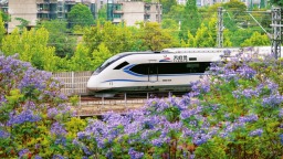 藍花楹綻放 成都滿城夢幻紫