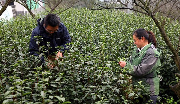 宜賓筠連縣一季度茶葉綜合産值預計超20億元_fororder_茶農採茶中-供圖-筠連縣融媒體中心