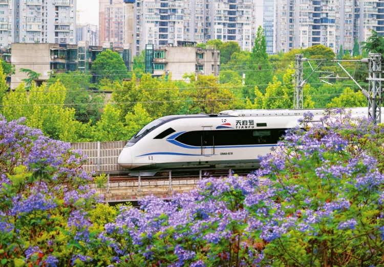 藍花楹綻放 成都滿城夢幻紫