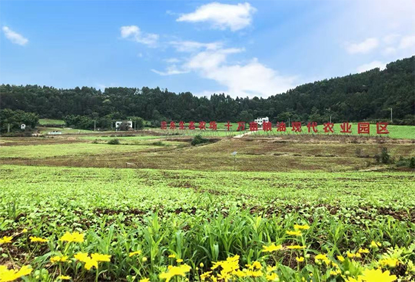 簡陽禾豐鎮：制種南瓜忙采收 “訂單農業”穩增收_fororder_未標題-1