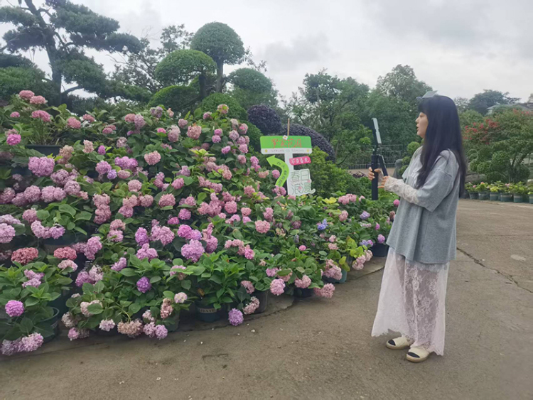 時代光影 百部川揚丨農民企業家數十年堅守與創新 走出農文旅融合鄉村振興路_fororder_陳燕萍在直播-攝影-馮巧鳳