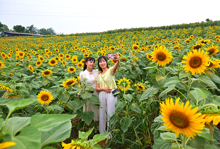眉山仁壽：葵花朵朵開 美景引客來_fororder_2025年6月7日，在四川省眉山市仁壽縣鐘祥鐘青石社區，遊客在向日葵花田賞花拍照。04