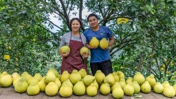 真龍柚的清甜 藏著怎樣的合江密碼？