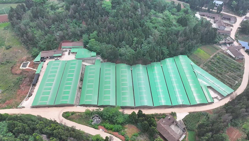 資陽雁江：小鴿子 “啄” 開致富大産業_fororder_圖片-1