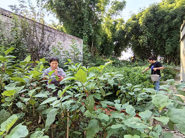 內江資中：農村面貌改善 村民幸福感增強_fororder_高樓鎮張家大院“微菜園”-供圖-資中縣委宣傳部