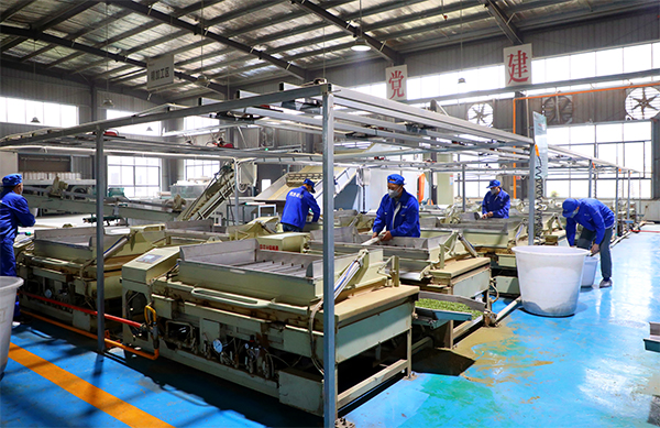 宜賓筠連縣一季度茶葉綜合産值預計超20億元_fororder_鮮葉加工中-供圖-筠連縣融媒體中心