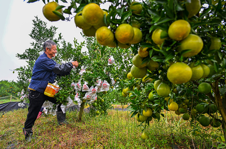 圖片默認標題_fororder_2025年10月29日，在四川省眉山市仁壽縣藕塘鎮明珠村鏵銳柑橘園裏，村民們正在給柑橘套袋。-(10)