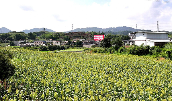 宜賓高縣來復鎮：兩千畝高粱豐收在望_fororder_來復鎮百花村的高粱地-供圖-高縣融媒體中心