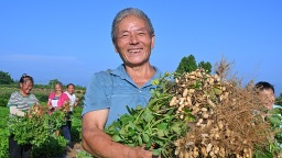 眉山仁壽：花生喜豐收