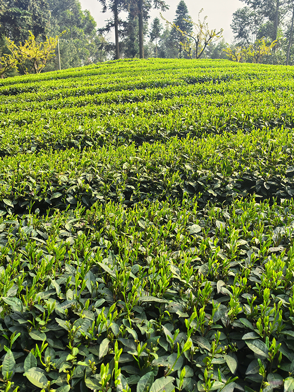 眉山丹棱：茶香漫山野 山間産業興_fororder_陽光下的茶葉嫩芽-（曹菲攝-）