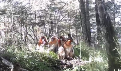 Amazing Sichuan｜The daily life of Sichuan golden snub-nosed monkeys_fororder_微信截圖_20250515161915