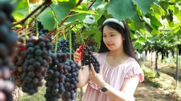 瀘州合江：葡萄甜蜜上市 夏日果盤添新