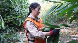 宜賓南溪區長興鎮：“綠葉子”變“金票子”