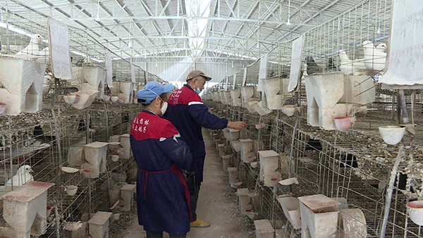 宜賓筠連縣：苗鄉唱響幸福“鴿”_fororder_飼養員查看查看乳鴿成長情況-供圖-筠連縣融媒體中心