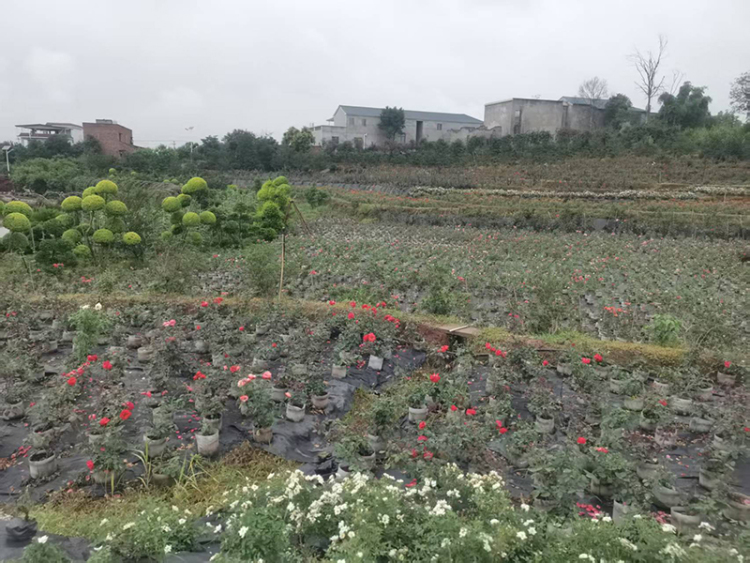 時代光影 百部川揚丨農民企業家數十年堅守與創新 走出農文旅融合鄉村振興路_fororder_羅家花園-攝影-馮巧鳳-(2)