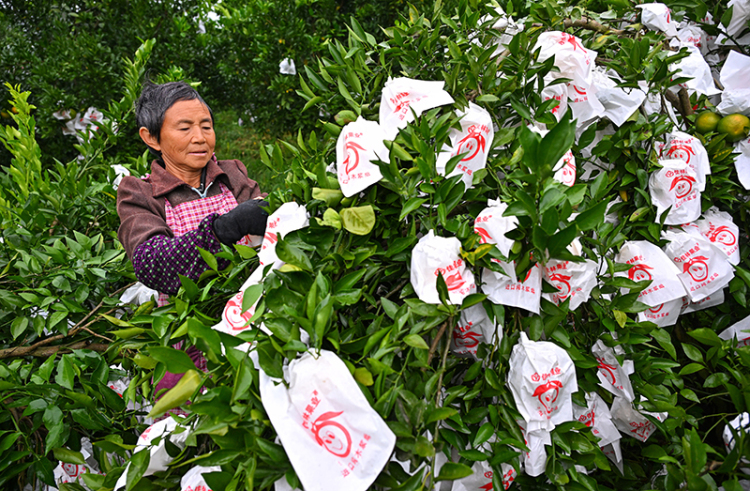 圖片默認標題_fororder_2025年10月29日，在四川省眉山市仁壽縣藕塘鎮明珠村鏵銳柑橘園裏，村民們正在給柑橘套袋。-(3)