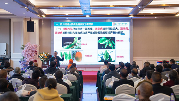 眉山彭山：冬季柑橘防凍培訓“及時雨” 守護果農“錢袋子”_fororder_圖片-1