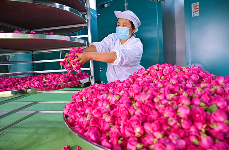 眉山仁壽：小小玫瑰花 增收大産業_fororder_4月15日，在仁壽縣藕塘鎮飛龍村玫瑰花烘乾房，工作人員正在整理準備烘乾的食用玫瑰花。02