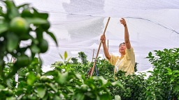 眉山仁壽：柑橘穿“防曬衣”提質增效