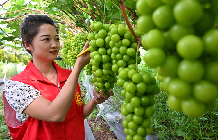 眉山仁壽：直播帶貨 助農增收_fororder_2025年8月18日，在四川省眉山市仁壽縣禾加鎮黃坡社區一葡萄種植園，黨員志願者正在採摘直播銷售的葡萄。08