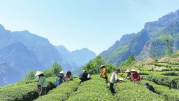 高原春茶採摘忙