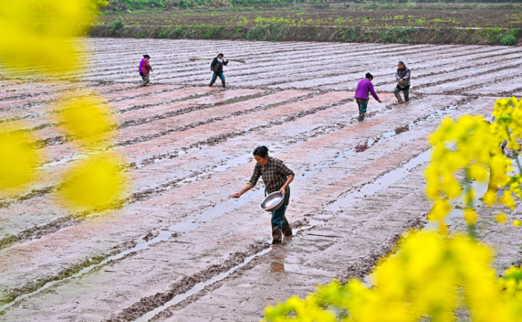 眉山仁壽：水稻育秧忙_fororder_2025年3月20日，在眉山市仁壽縣彰加鎮禮周村，村民在進行育秧作業。-(6)