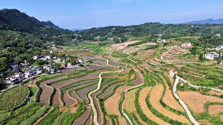 宜賓高縣：糧菜輪作耕種忙 “訂單農業”繪就增收新圖景_fororder_連片高標準農田-供圖-高縣融媒體中心