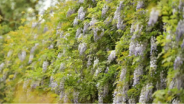 成都市新都區500歲“中國藤王”開花啦_fororder_圖片-3