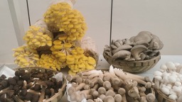 成都金堂：天府菌都交易中心正式啟用