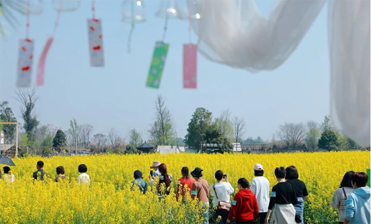 圖片默認標題_fororder_油菜花海-供圖-大邑縣融媒體中心1