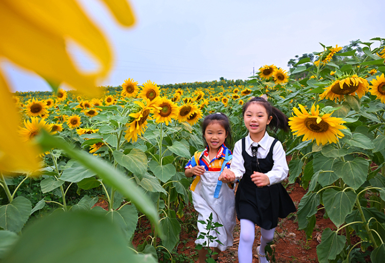 眉山仁壽：葵花朵朵開 美景引客來_fororder_2025年6月7日，在四川省眉山市仁壽縣鐘祥鐘青石社區，小朋友正在向日葵花田玩耍。01