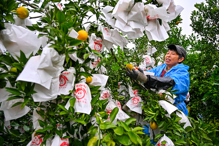 圖片默認標題_fororder_2025年10月29日，在四川省眉山市仁壽縣藕塘鎮明珠村鏵銳柑橘園裏，村民們正在給柑橘套袋。-(2)
