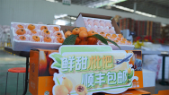 雅安石棉縣：一顆枇杷的“新長征”