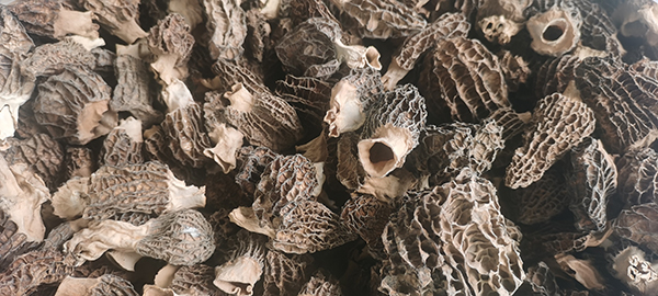 成都金堂：天府菌都交易中心正式啟用_fororder_羊肚菌-供圖-金堂縣委宣傳部