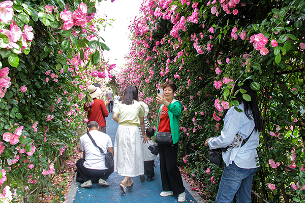 “五一”假期 眉山洪雅旅遊市場“熱力值”拉滿_fororder_遊客們在漫花田野薔薇花墻打卡拍照。