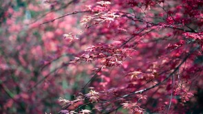 自貢貢井區：千畝楓林染春色 七彩蓮花迎客來