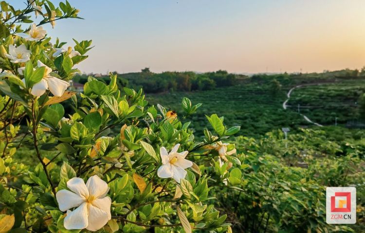 【圖賞鹽都】梔子花開迎客來