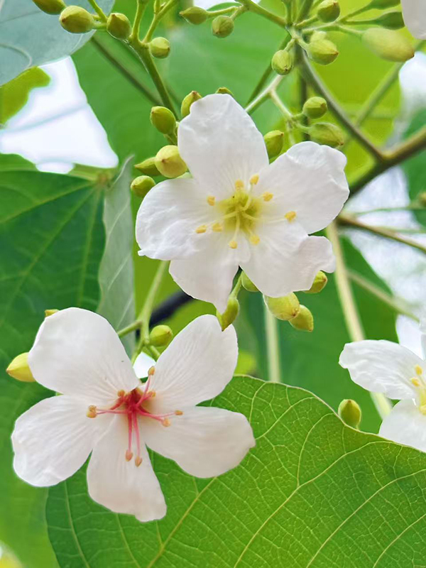 眉山仁壽：邂逅一場花海 領略“詩與遠方”的鄉村魅力_fororder_美麗的桐花-(1)