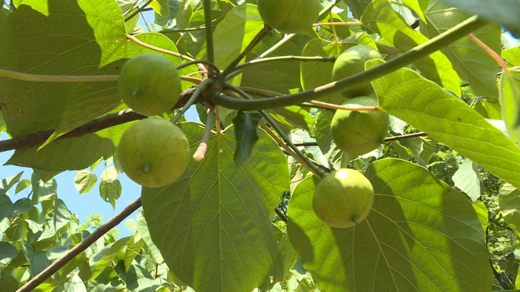 宜賓筠連縣：人勤地生寶 荒山變桐林
